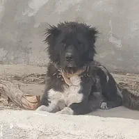 سگ ادمی