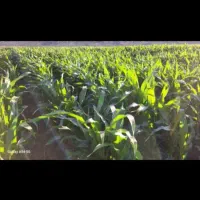 اجاره زمین کشاورزی قطره بارانی