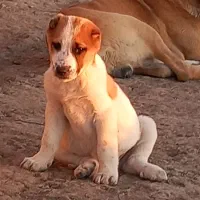 خالص الابایی