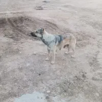 سگ  ماچ یاماده  افغان