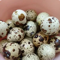 تخم بلدرچین