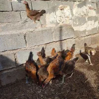 جوجه محلی