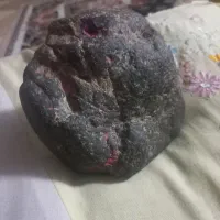 فسیل اندامی سنگواره حیوانات