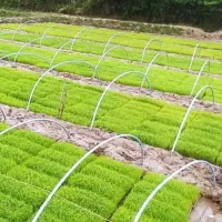 پرورش بذر برنج باکسی به روش سنتی در مزرعه