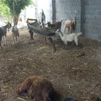 ۸ راس بز