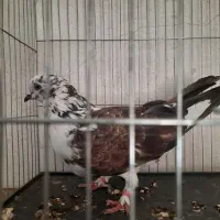 سینه باز.طوق