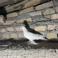 کبوتر لوتی ماده