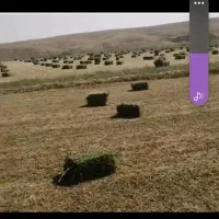 علف پرس