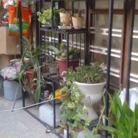 استند گل و گل