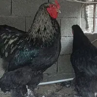 برهما اصلی