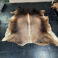 پوست گاوی