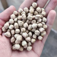 نخود بهاره