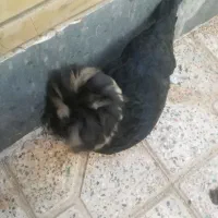 مرغ  کاکلی پاپری لهستانی