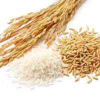 کارگر برنج کوبی
