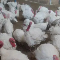 فروش   200 متر  سالن  و صد متر  مسکونی