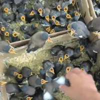 جوجه مینا افغانی چشم ستاره یی