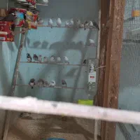 تعداد ی پرنده