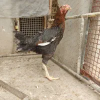 مرغ لاری اصیل