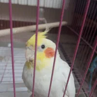 عروس هلندی نر