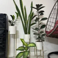 گل و گیاه اپارتمانی