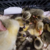 جوجه غاز دورگه آفریقایی درشت سنگین وزن