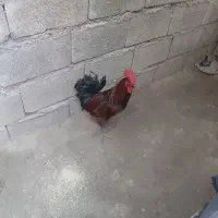خروس