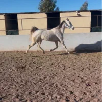 اسب|اسب و تجهیزات اسبسواری|کرمان, |دیوار