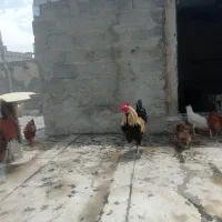 مرغ و خروس محلی