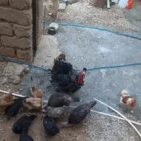 فروش بوقه