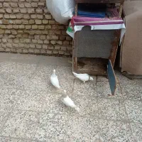 طوقی|پرنده|شوش, |دیوار