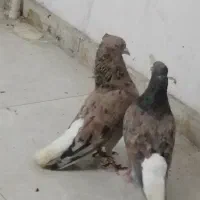 کبوتر هفترنگ دم سفید اس