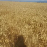 گندم|گل و گیاه طبیعی|گنبد کاووس, |دیوار