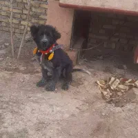 سگ قهدرجانی