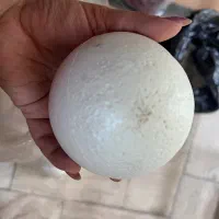 یونولیت