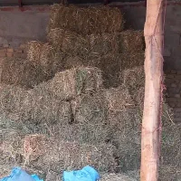 یونجه درجه یک