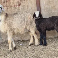 فروش یه جفت شیشک میش بره دار