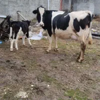 گاو شیری هلشتاین