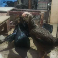 مرغ و خروس محلی و لاری و لهستانی