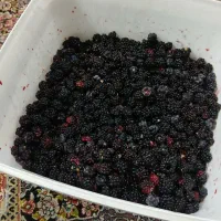 تمشک