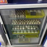 دستگاه جوجه کشی