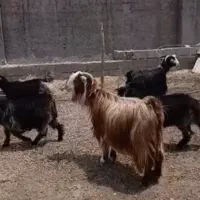 بز و بیگ