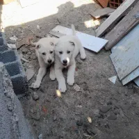 توله‌الابای