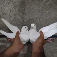 کبوتر دم سیاه و یه سفید ماده
