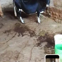 گاو آبستن