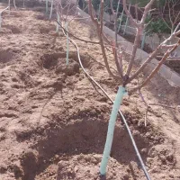 همه نوع هرس حرفه یی