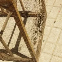 قفس مرغ و خروس