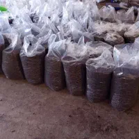 مویز دیم آفتاب خشک دشمن زیاری