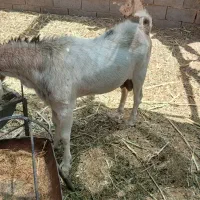 کره نر  چکی
