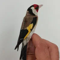 سیره