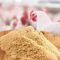کنسانتیره ی مرغی و جوجه های یک روزه الا چند روزه
